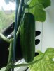 cucumber 2020 - Copy.jpg