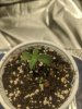 20200525 BG Seedling.jpg