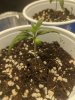 20200525 FS Seedling.jpg