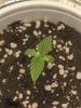 Seedling #3.jpg