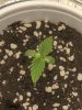 Seedling #3.jpg