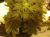 3rd week flowering (3).JPG