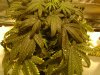 3rd week flowering (9).JPG