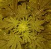 3rd week flowering (10).JPG