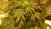 3rd week flowering (11).JPG