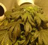 3rd week flowering (14).JPG