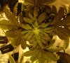 3rd week flowering (16).JPG