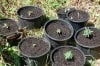 dopewear-albums-ghetto-veg-box-first-outdoor-grow-picture60910-dsc-3000.jpg