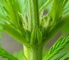 preflowers-pistils.jpg