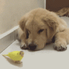 giphy (1).gif