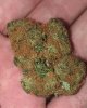 orange-pgr-bud-dense.jpg