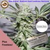 Kashmir Azad - Generic Seeds - Instagram.jpg