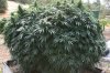 nicosnuggets-growmarijuana-outdoor.jpg