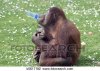 funny-monkey-stock-image__k0617182.jpg