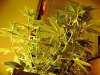 3rd Grow48 Days 003.jpg