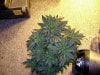 3rd Grow48 Days 005.jpg