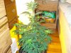 12 days of flowering 012.jpg