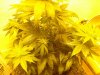 12 day of flowering 2 001.jpg