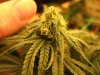 flowering bud - day 20 #1.jpg