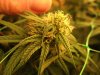 flowering bud - day 20 #2.jpg