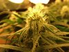 flowering bud - day 20 #3.jpg