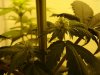 day 14 of flowering 011.jpg