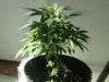 jungle jeuice . fruty juicexbig bud 001.jpg