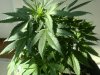 jungle jeuice . fruty juicexbig bud 002.jpg