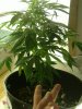 jungle jeuice . fruty juicexbig bud 004.jpg