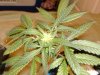 jungle jeuice . fruty juicexbig bud 090.jpg