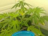 jungle jeuice . fruty juicexbig bud 005.jpg