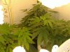 jungle jeuice . fruty juicexbig bud 017.jpg