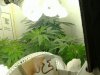 jungle jeuice . fruty juicexbig bud 022.jpg