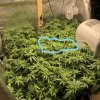 InkedCBD Dream_ACDC SCROG_LI.jpg