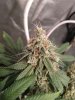 Chem D - Banana OG 6-27.jpg