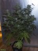 HERB_ULTIMATE CHEMDAWG 1991_2_DAY41.jpg