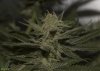 HERB_ULTIMATE CHEMDAWG 1991_5_DAY41.jpg