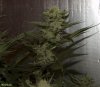 HERB_ULTIMATE CHEMDAWG 1991_3_DAY41.jpg