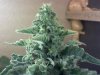 Great White Shark Flowering Day 60 #2.jpg