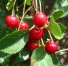 CHERRIES (2) - Copy.jpg