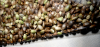 Seeds 3BARmacro 03-12-15_zpsdrhc06wg.png