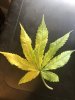 Old Fan Leaf Yellowing - Nitrogen def.jpeg