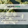 gelato auto.png