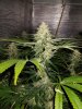 6 weeks flower2.jpg