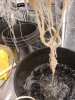 Pythium 1.jpg