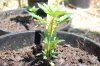 dopewear-albums-ghetto-veg-box-first-outdoor-grow-picture61498-dsc-3056.jpg