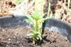 dopewear-albums-ghetto-veg-box-first-outdoor-grow-picture61501-dsc-3059.jpg