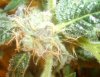 05_31_09_Bud_Crop.jpg