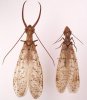 eastern_dobsonfly07.jpg