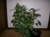 dirtmeds-albums-growop-09-picture61885-aurora-indica-56-days.jpg